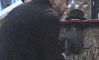 Lion King Groundhog GIF by GIPHY News