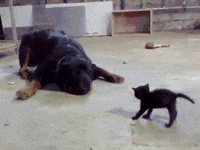 cats prove GIF