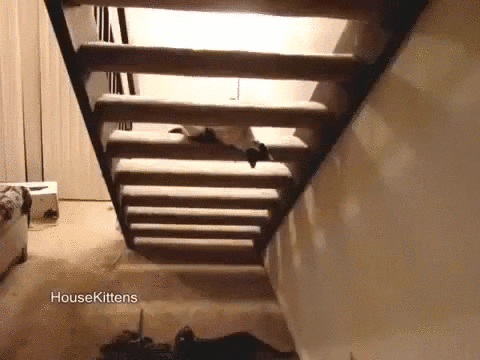 cat stairs GIF