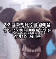 강아지 GIF