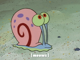 season 1 GIF by SpongeBob SquarePants