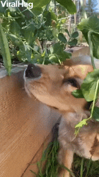 Puppy Raiding the Garden