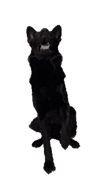 hundesportco hase schäferhund moros hundesport co Sticker