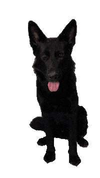hundesportco schäferhund moros hundesport co hundesportco Sticker