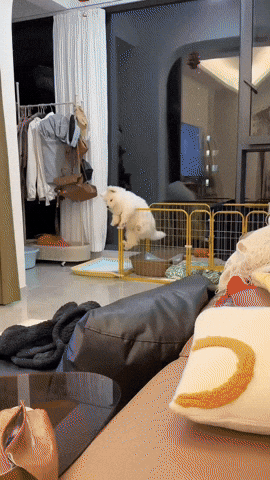 cuteanimalland giphyupload GIF