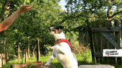 reaching tiere bis unters dach GIF by SWR Kindernetz