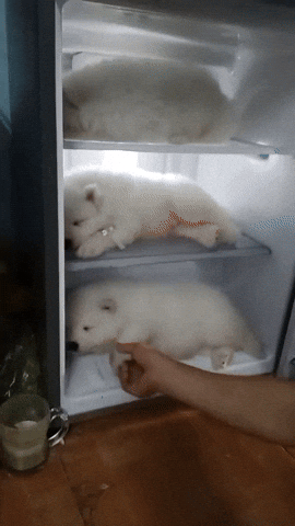 cuteanimalland giphyupload GIF