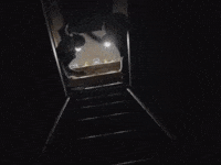 kendriabland black girls scary house GIF