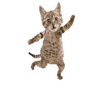 ねこ 猫 Sticker