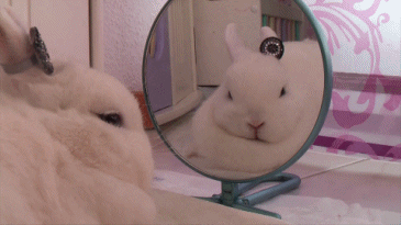 rabbit looking GIF