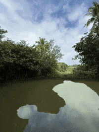 River Bad Apple GIF