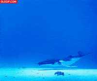 marino fondo GIF