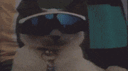 Cat Chilling GIF