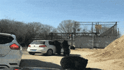voiture animaux GIF by BFMTV