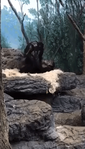 Young Bonobos Play Airplane at Cincinnati Zoo