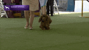 Dogs GIF by Westminster Kennel Club