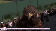 bird tennis GIF by Wimbledon