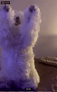 GIF by Granja Viana Casas