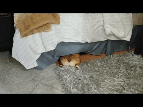 Tevran giphyupload dog aww corgi GIF