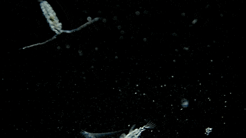 Sea Crab GIF by PBS Digital Studios