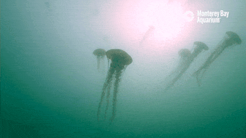 Sea Ocean GIF by Monterey Bay Aquarium