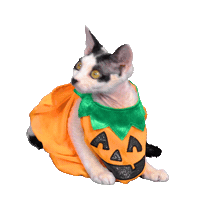Pumpkin Patch Cat Sticker