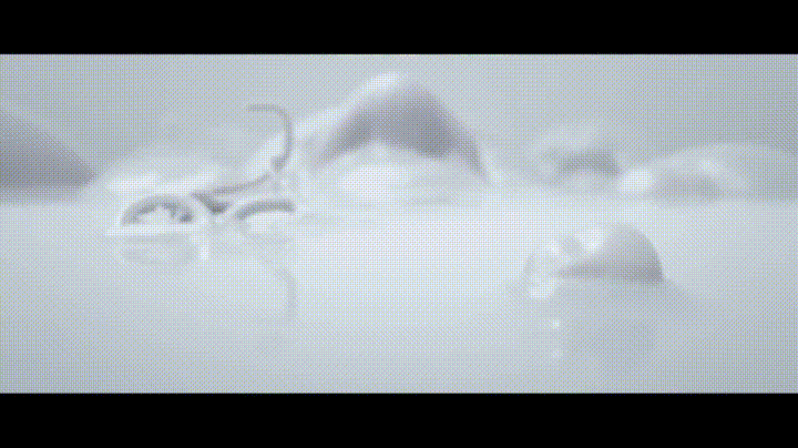 cream GIF