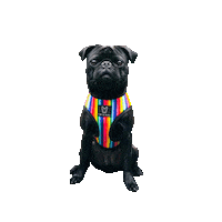 Rainbow Pride Sticker by Fibi & Karl