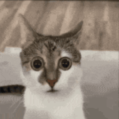 Michael_Storen cat surprise surprised disgusted GIF