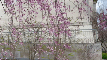 Spring Hls GIF by Harvard Law School