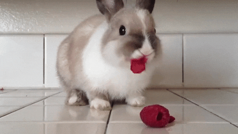 bunny GIF