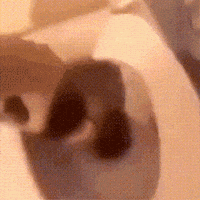 Dekaoktw explosion toilet coca cola GIF