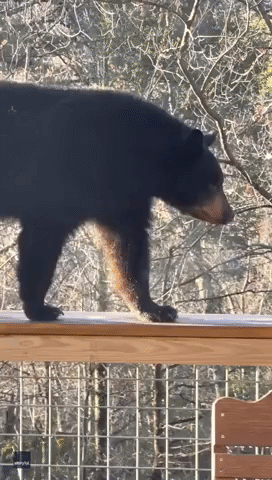 'It's in the Jacuzzi!': Bear Relaxes in Hot Tub in Great Smoky Mountains, Tennessee