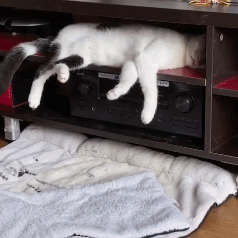 Snezana1 giphyupload GIF