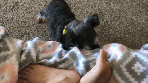 likedhu giphyupload dog GIF