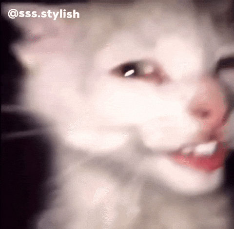 White Cat GIF