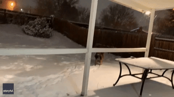 Playful Pup Frolics in Colorado Snow