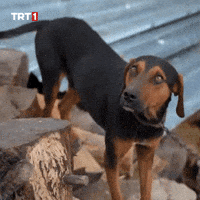 Angry Dog GIF by TRT