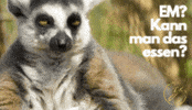 Die Mannschaft Heimspiel GIF by ViewYork