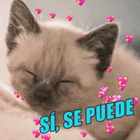 Si Se Puede You Can Do It GIF by MarchForOurLives