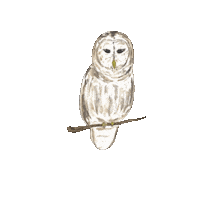 livsowlery54 artist flowers owl liv Sticker