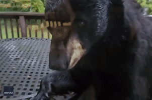 Berry-Eating Bears Peer Into North Carolina Home