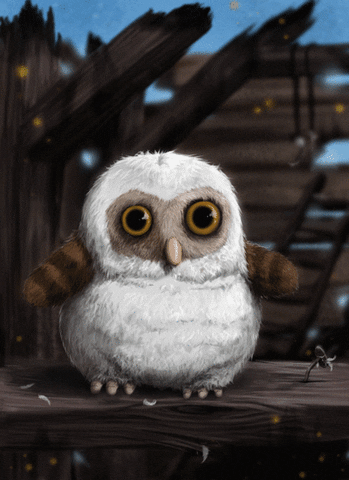 owl GIF