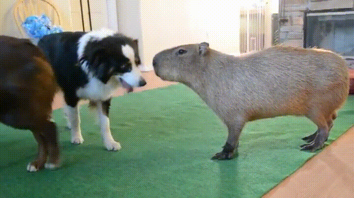 dog capybara GIF