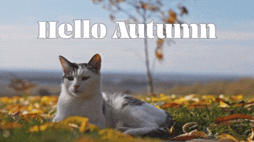 Hello Autumn
