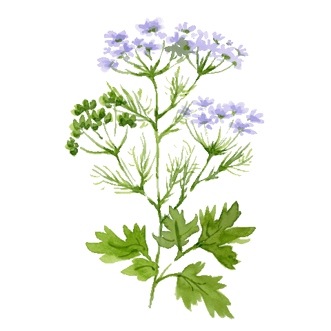 Flower Sticker by compo