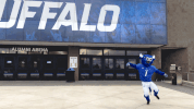 #good2beblue #ubuffalo #jumping #hornsup GIF