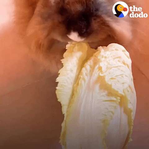 Animal Rescue Eating GIF by The Dodo