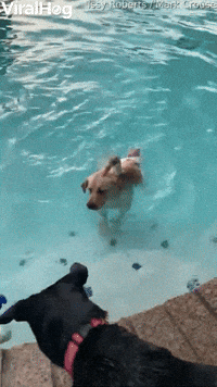 Dog and Duck Go for a Swim
