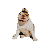 Captain Bulldog Sticker by Addie - University of Redlands Mascot